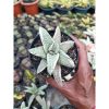 2073. Gasteria Batesiana White Variegated