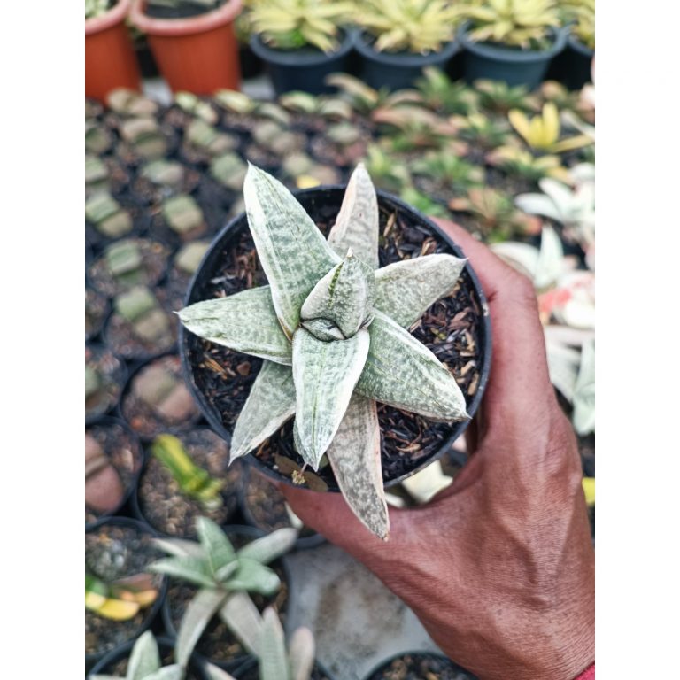 2073. Gasteria Batesiana White Variegated