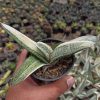 043. Gasteria Batesianana White Variegated