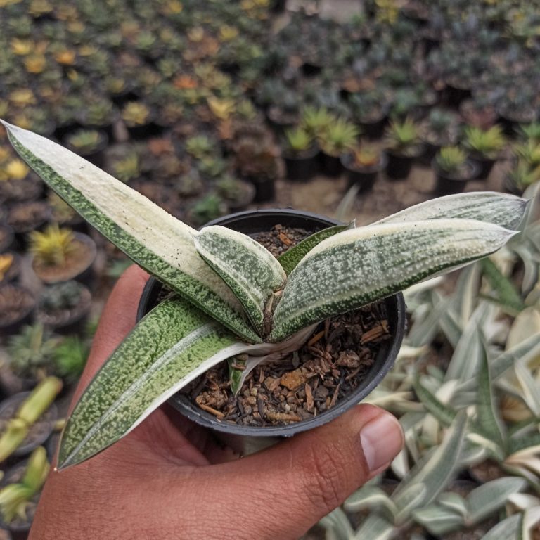 043. Gasteria Batesianana White Variegated