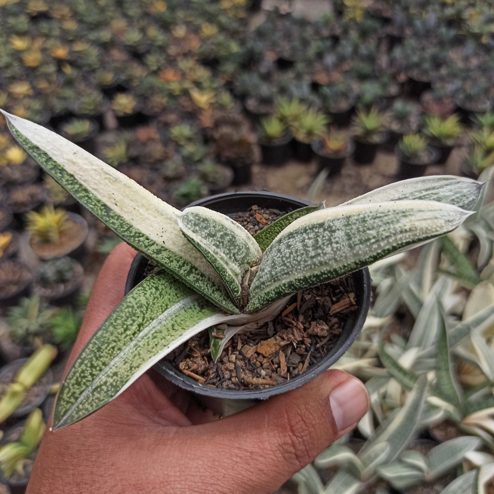 043. Gasteria Batesianana White Variegated