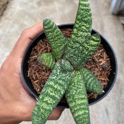Alternative view of 2246. Gasteria Batesianana Green