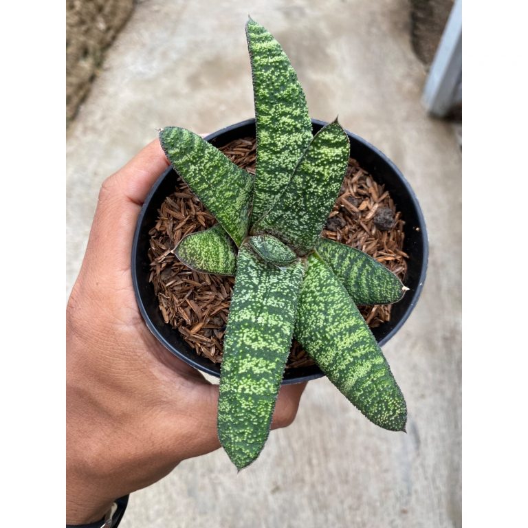 2246. Gasteria Batesianana Green