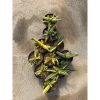 1932. Gasteria Carinata V Verrucosa Variegated 10pcs