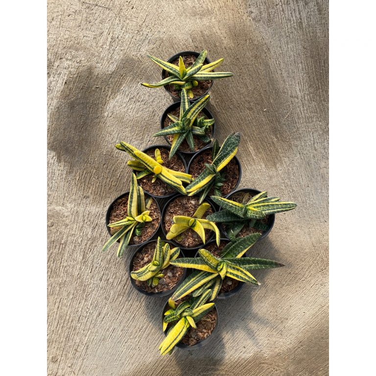 1932. Gasteria Carinata V Verrucosa Variegated 10pcs