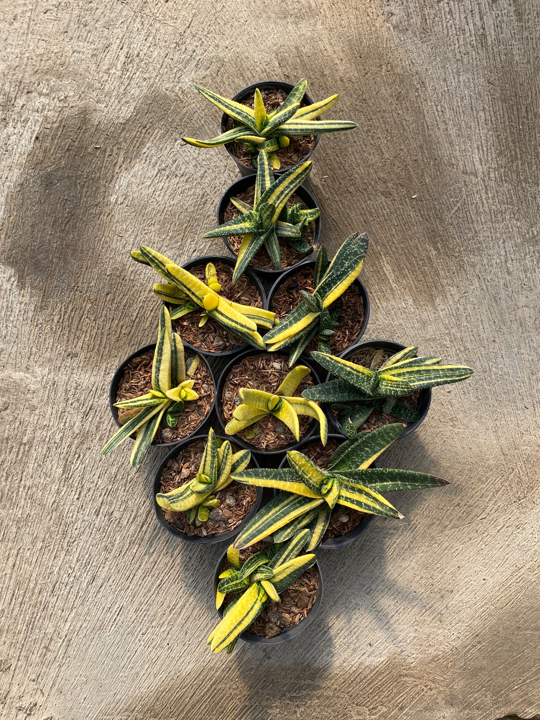 1932. Gasteria Carinata V Verrucosa Variegated 10pcs - Image 2