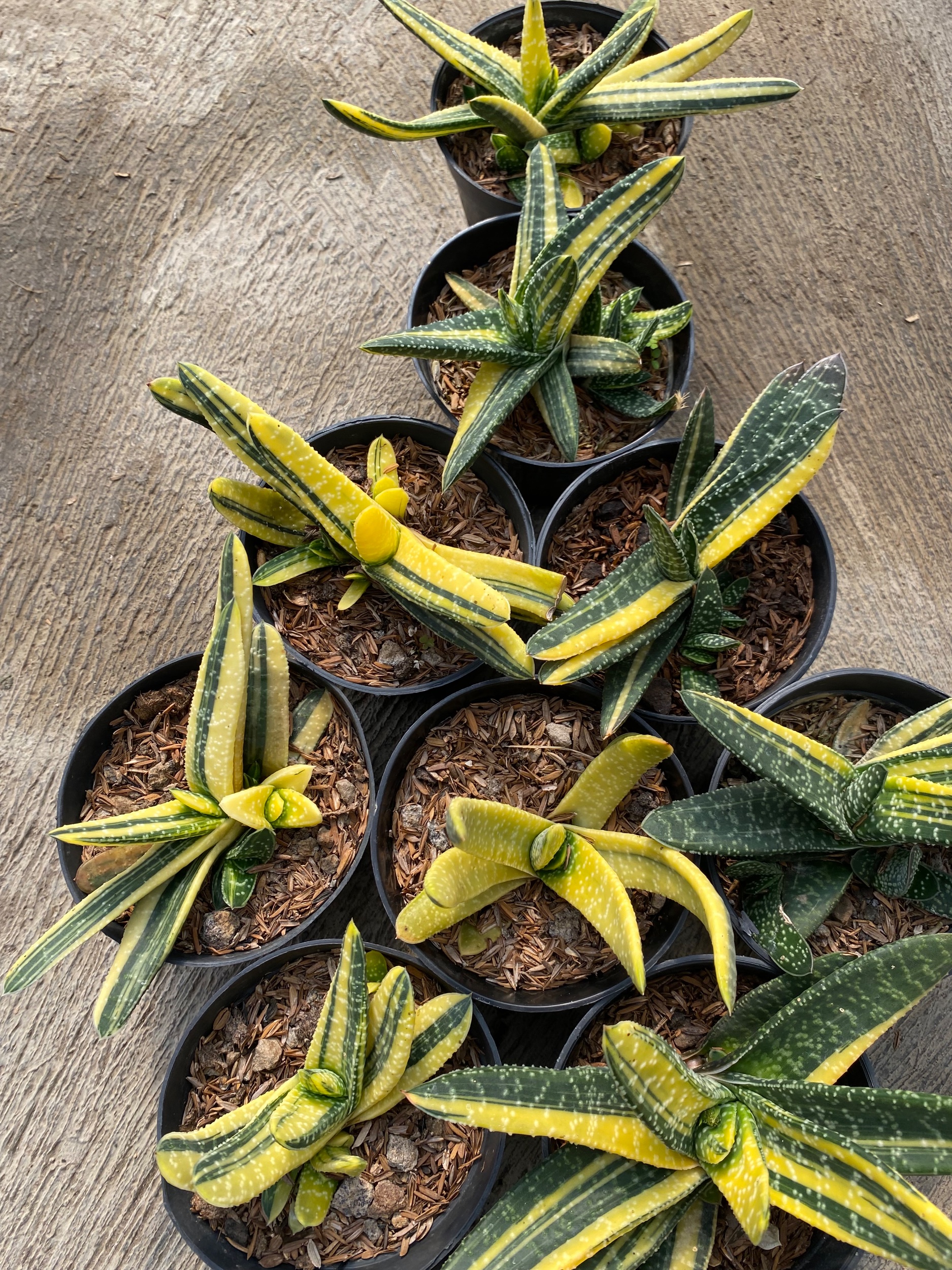 1932. Gasteria Carinata V Verrucosa Variegated 10pcs - Image 3
