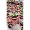 1461. Gasteria Maculata