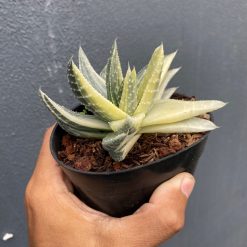 Alternative view of 1649. Gasteraloe Beguinii Halfmoon Variegated