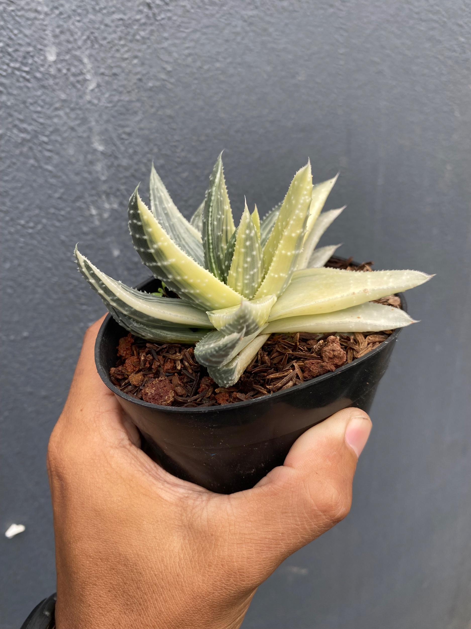 1649. Gasteraloe Beguinii Halfmoon Variegated - Image 2