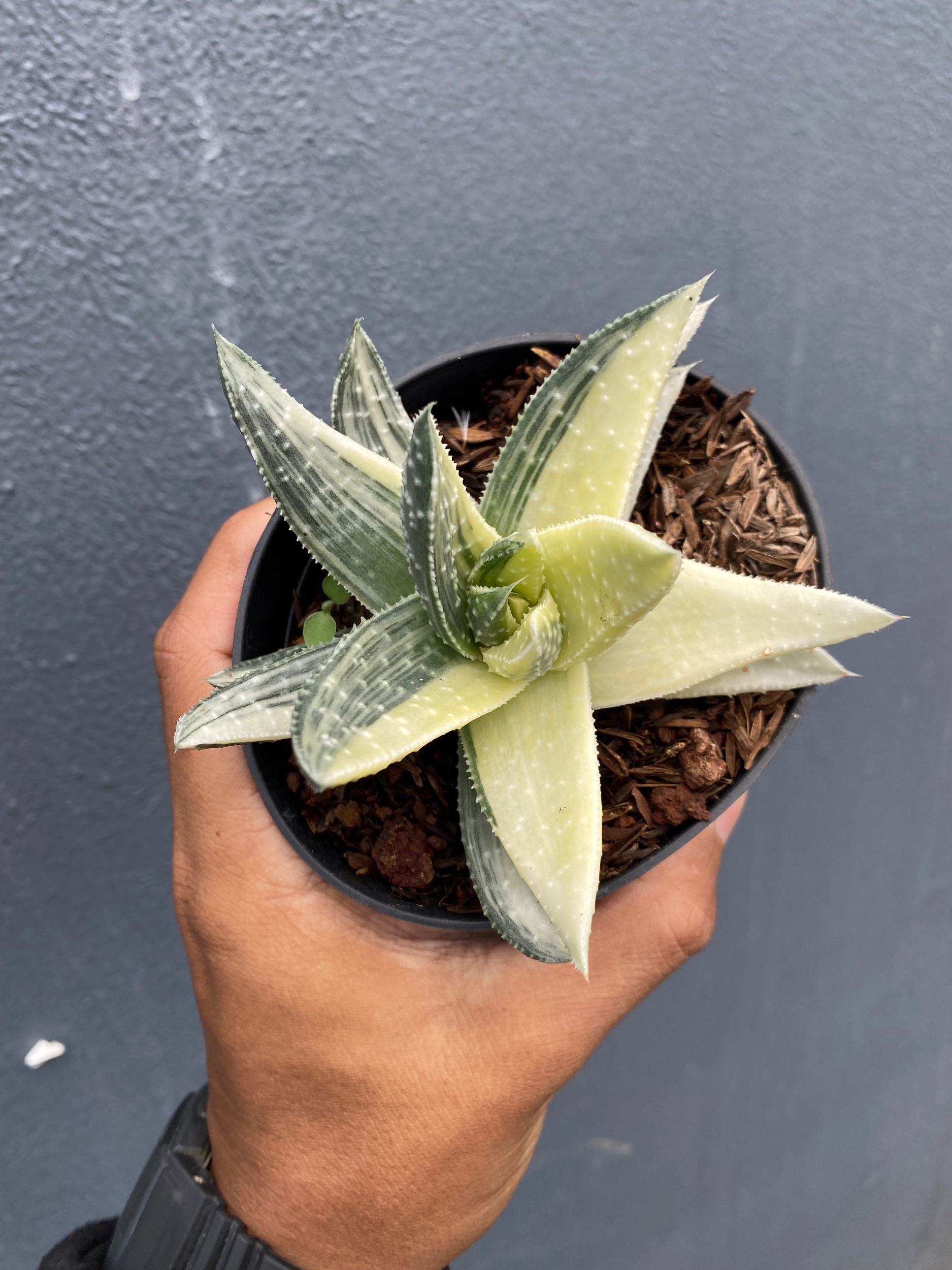 1649. Gasteraloe Beguinii Halfmoon Variegated - Image 3