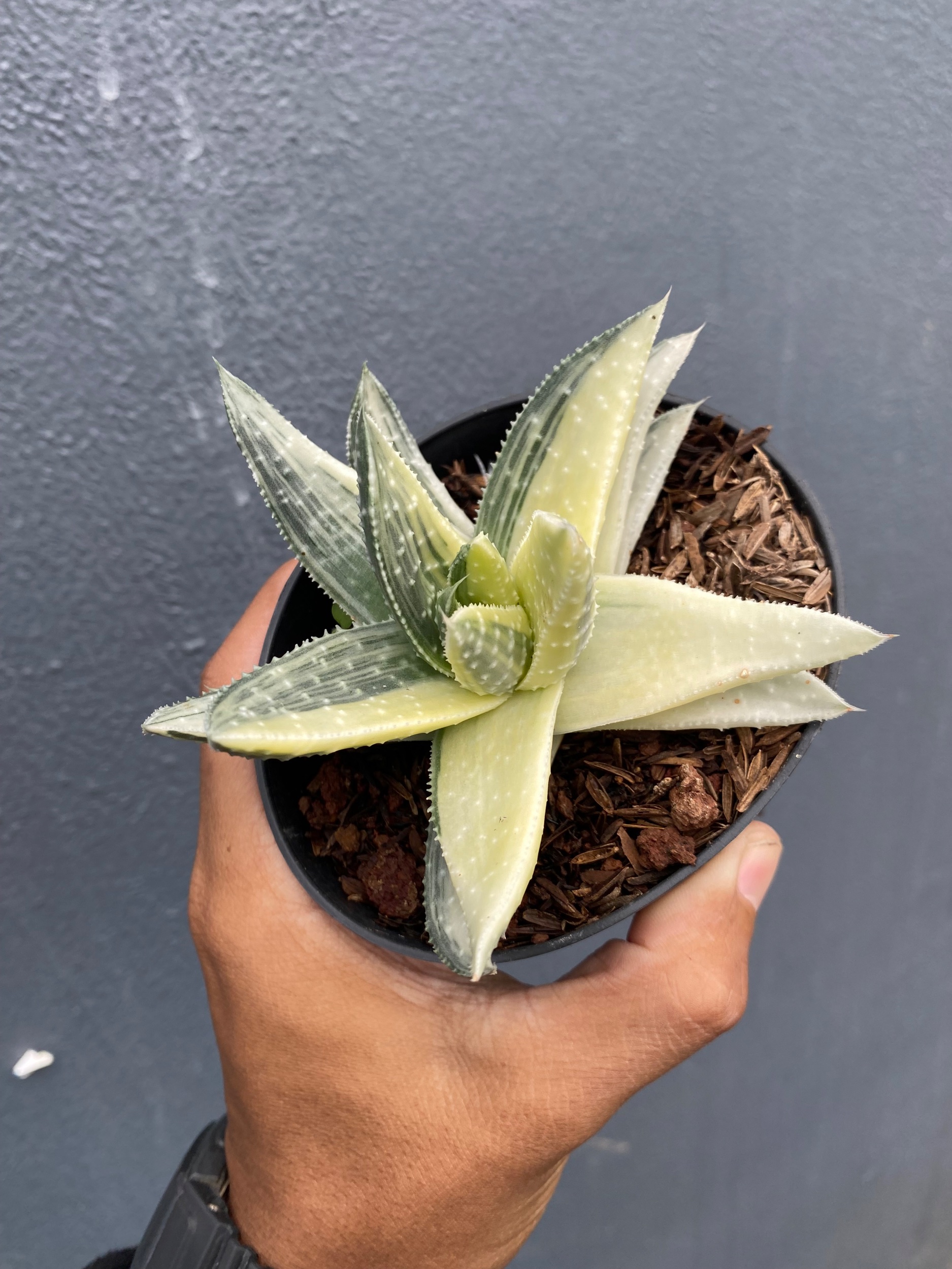 1649. Gasteraloe Beguinii Halfmoon Variegated - Image 4