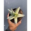 1649. Gasteraloe Beguinii Halfmoon Variegated