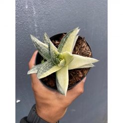 1649. Gasteraloe Beguinii Halfmoon Variegated