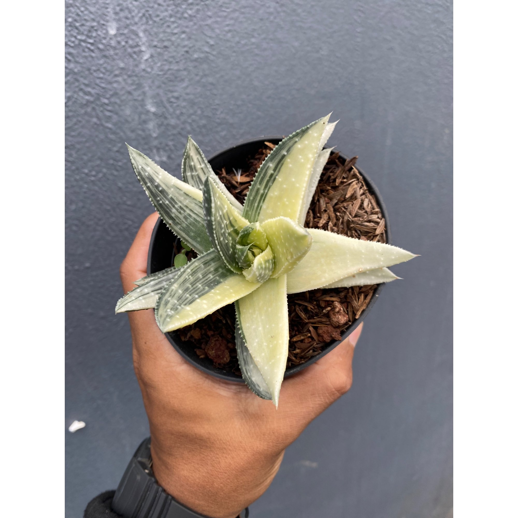 1649. Gasteraloe Beguinii Halfmoon Variegated