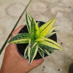 Alternative view of 1787. Gasteraloe Beguinii Variegated Yellow