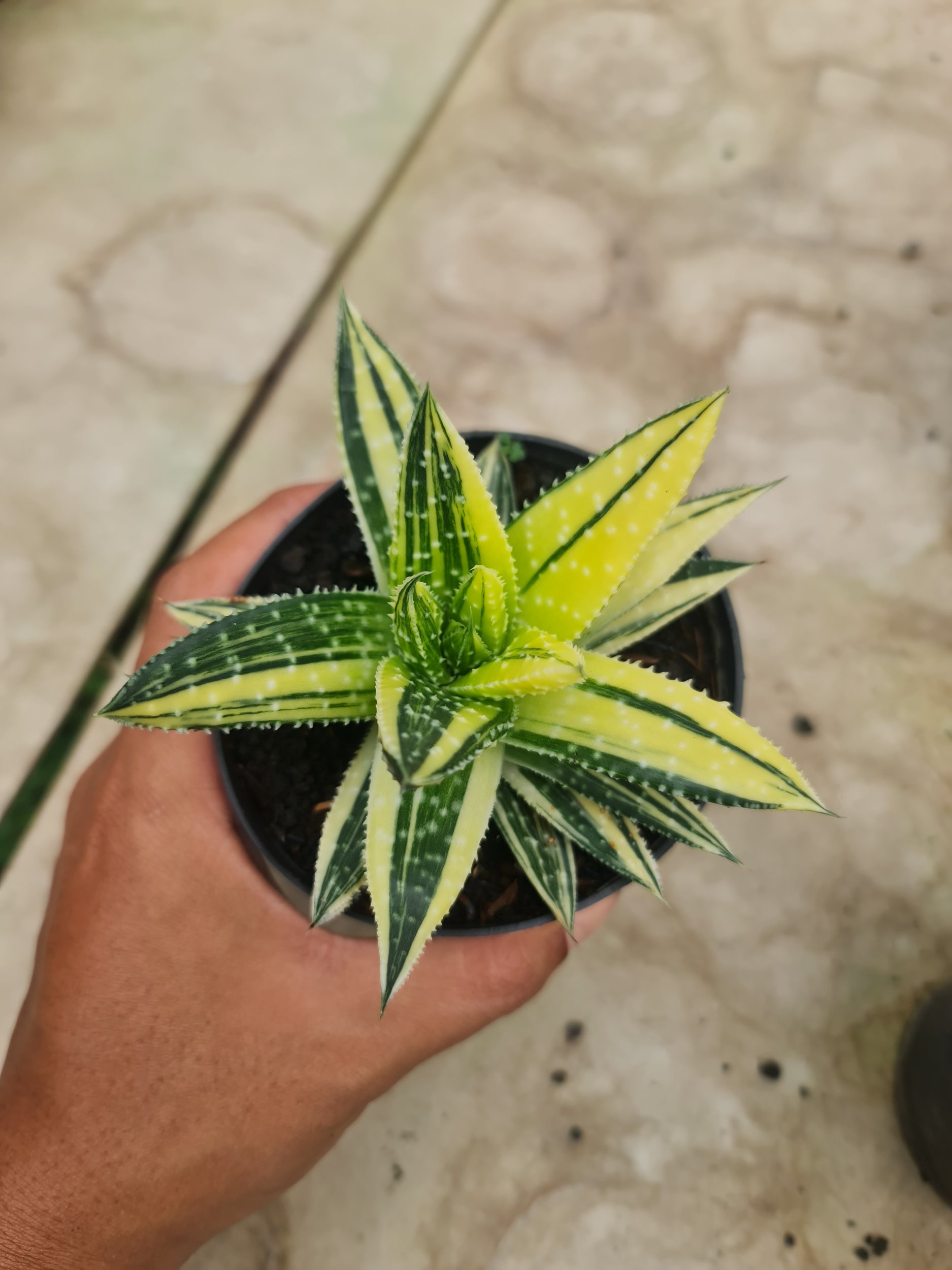 1787. Gasteraloe Beguinii Variegated Yellow - Image 2