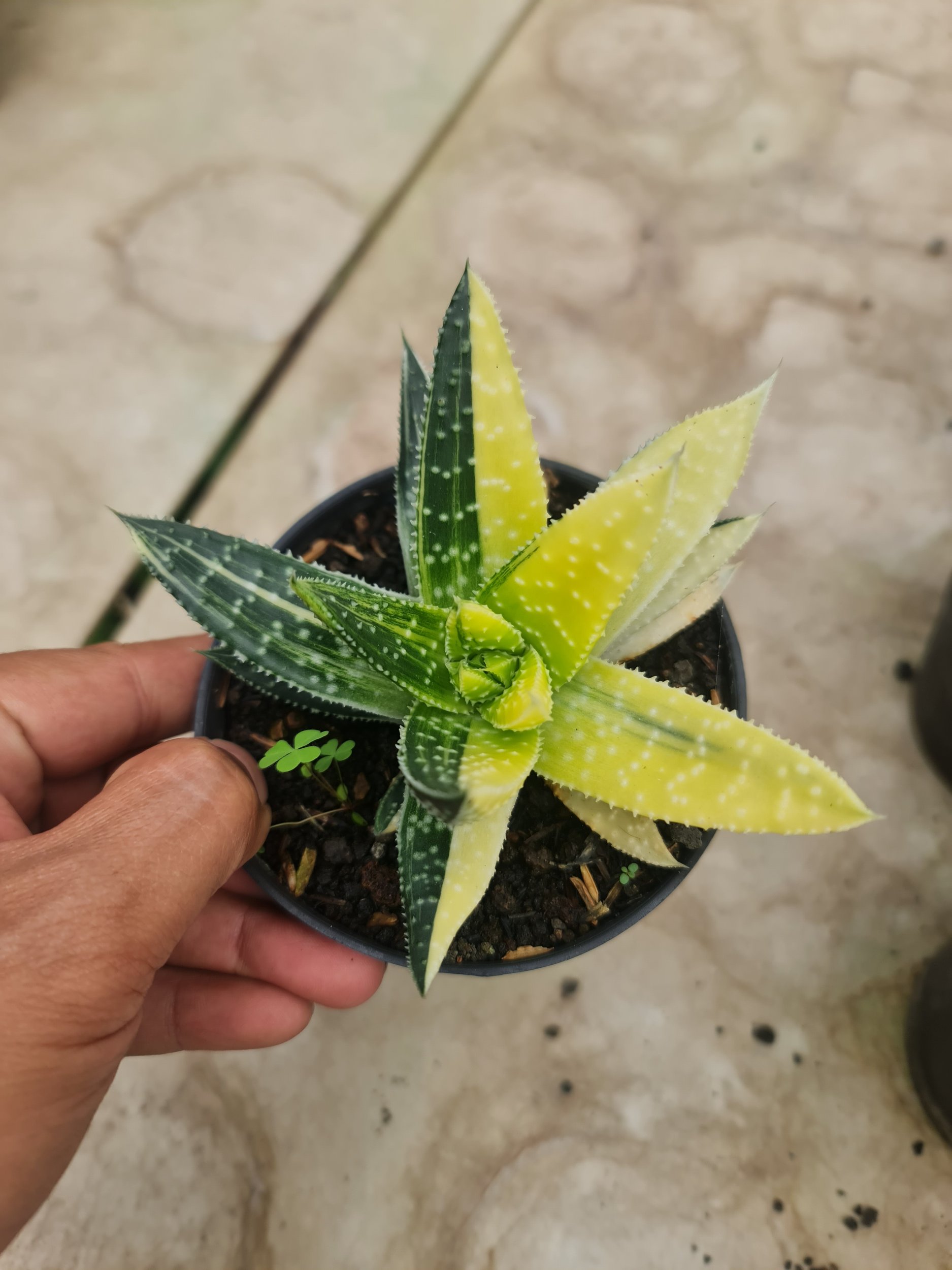 1787. Gasteraloe Beguinii Variegated Yellow - Image 3