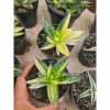 1787. Gasteraloe Beguinii Variegated Yellow