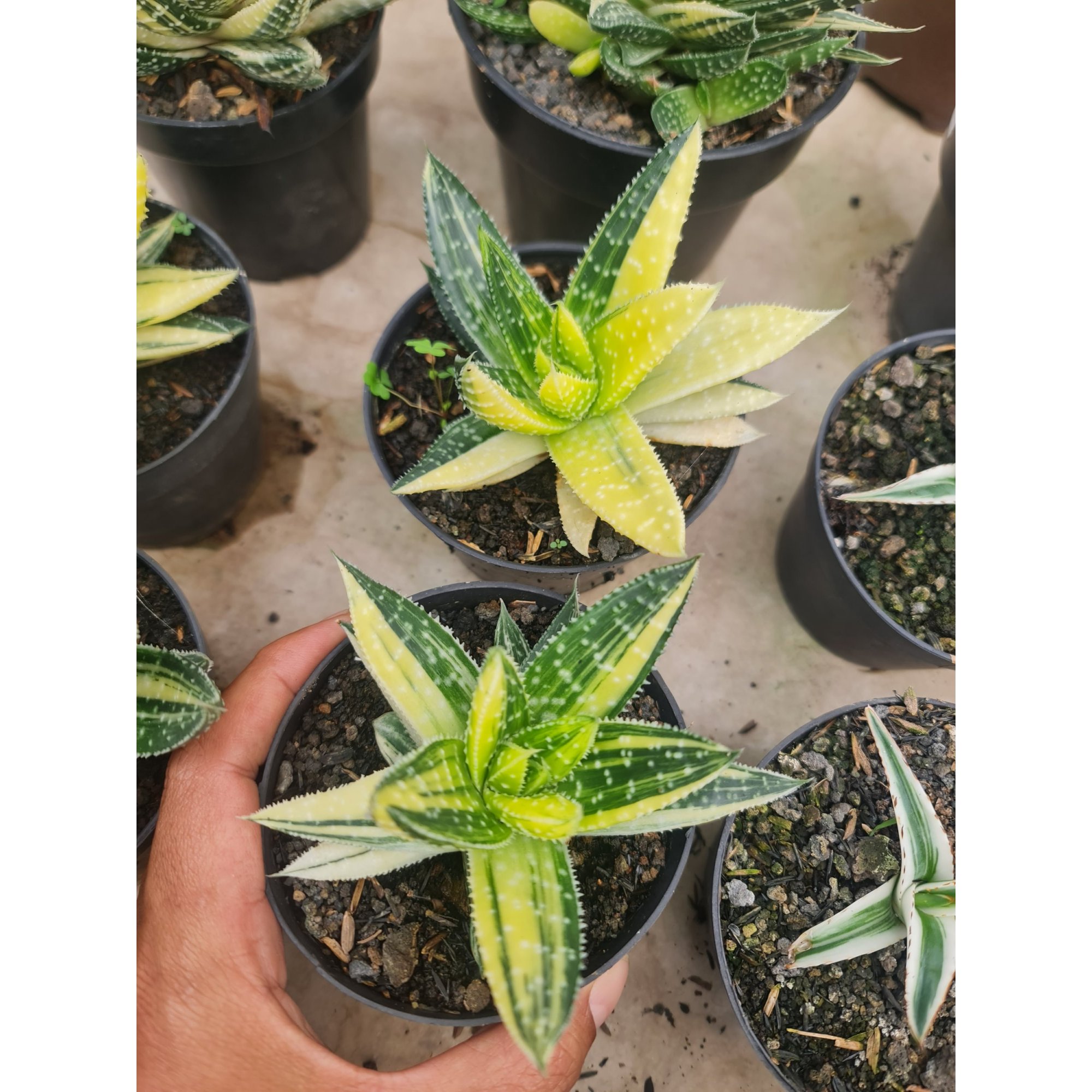 1787. Gasteraloe Beguinii Variegated Yellow