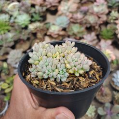 Alternative view of 084. Graptopetalum Pachyphyllum