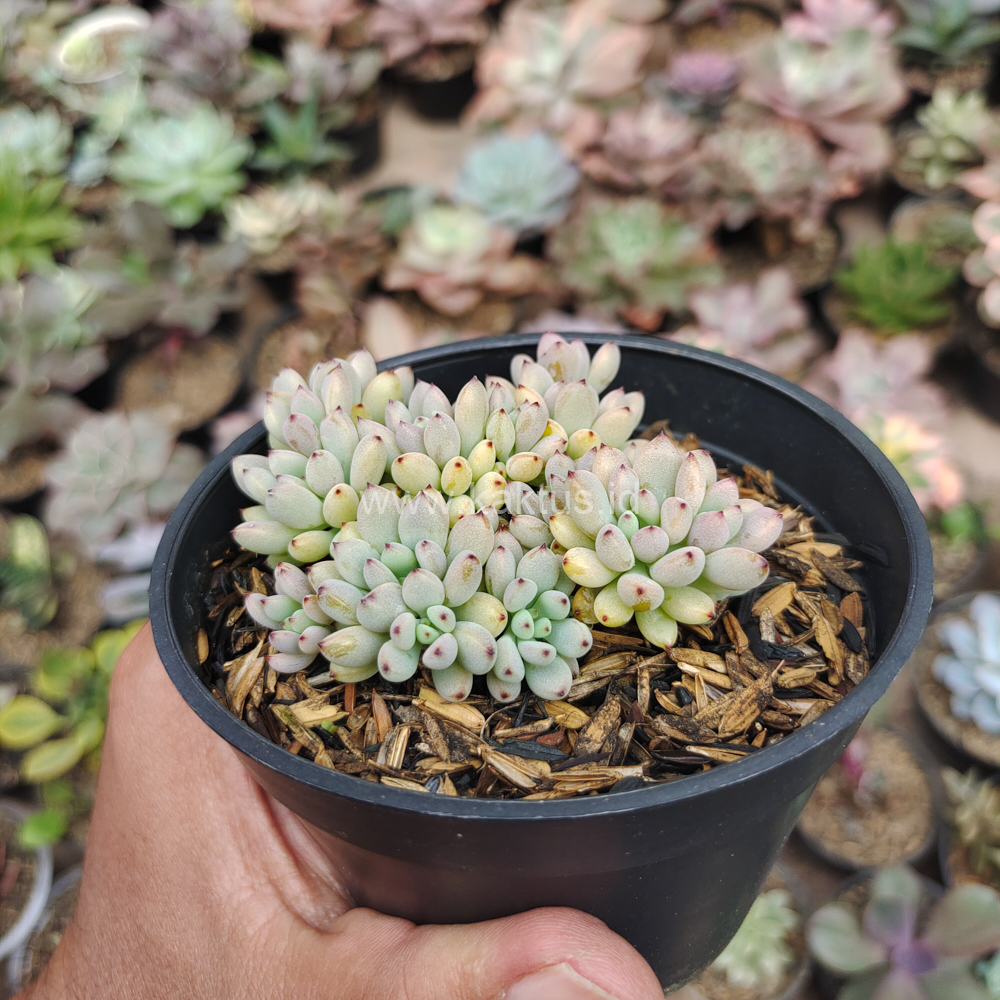 084. Graptopetalum Pachyphyllum - Image 4