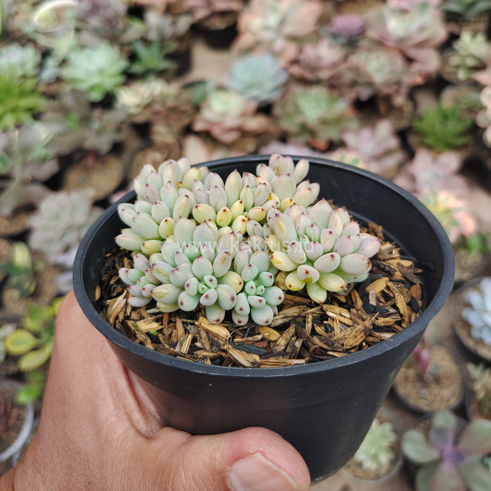 084. Graptopetalum Pachyphyllum - Image 5