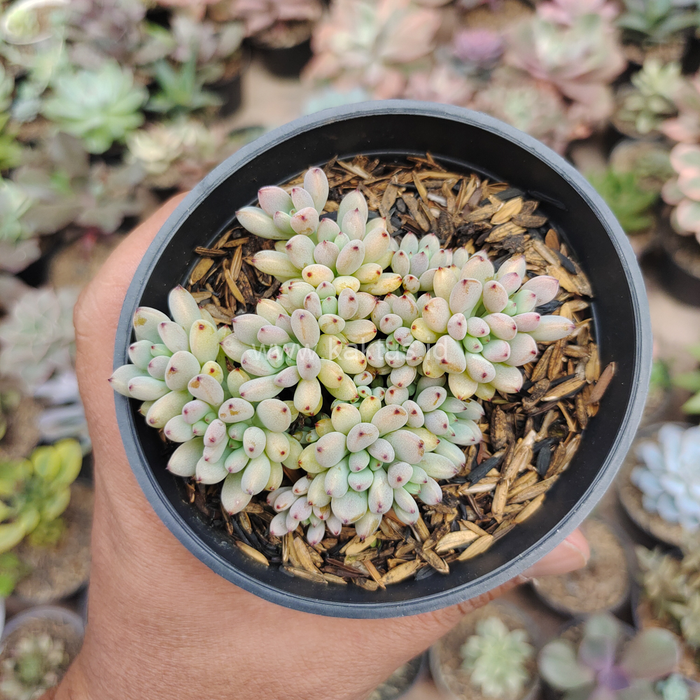 084. Graptopetalum Pachyphyllum - Image 6