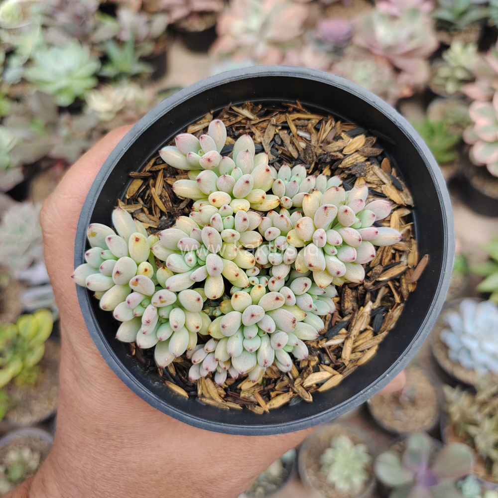 084. Graptopetalum Pachyphyllum - Image 7