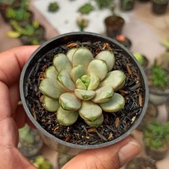 Alternative view of 097. Graptoveria Amethorum