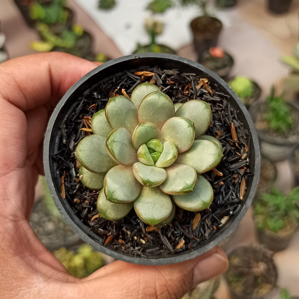 097. Graptoveria Amethorum - Image 3