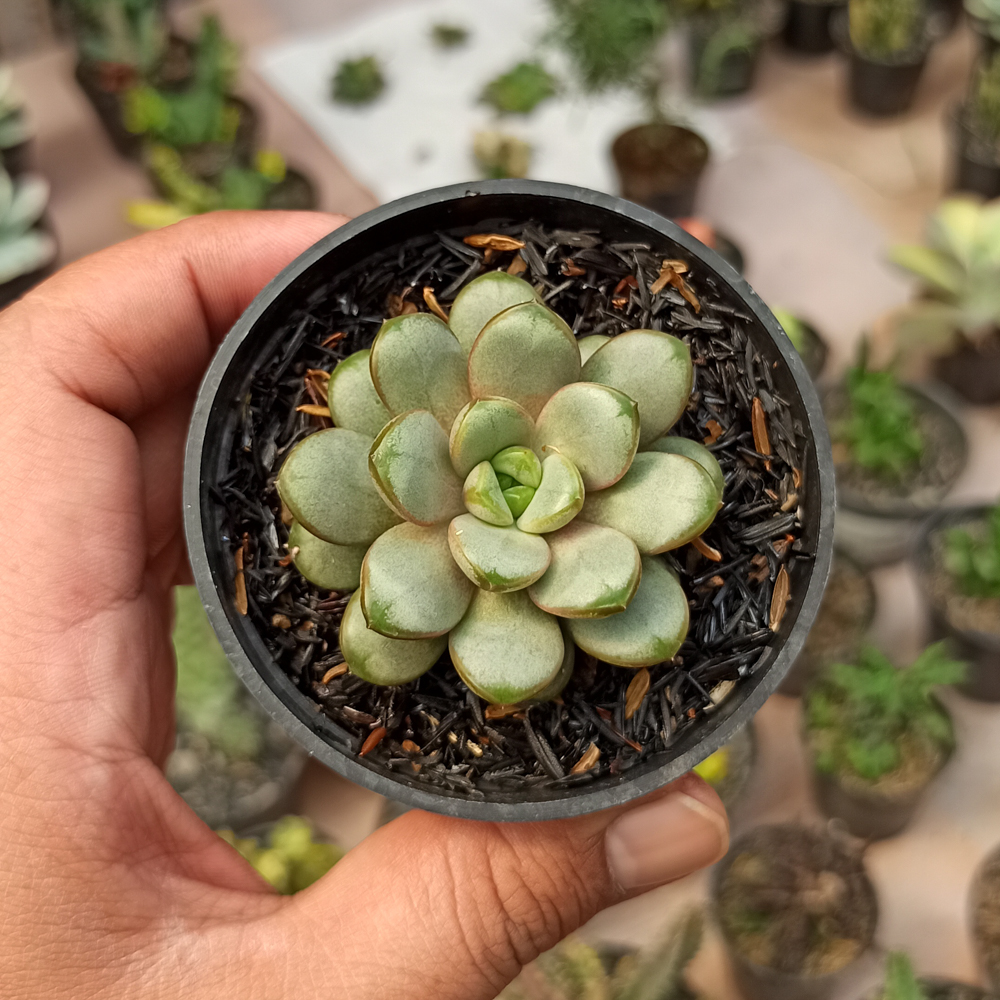 097. Graptoveria Amethorum - Image 4