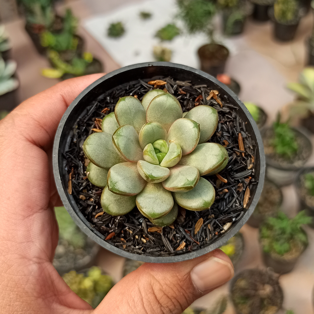 097. Graptoveria Amethorum - Image 5