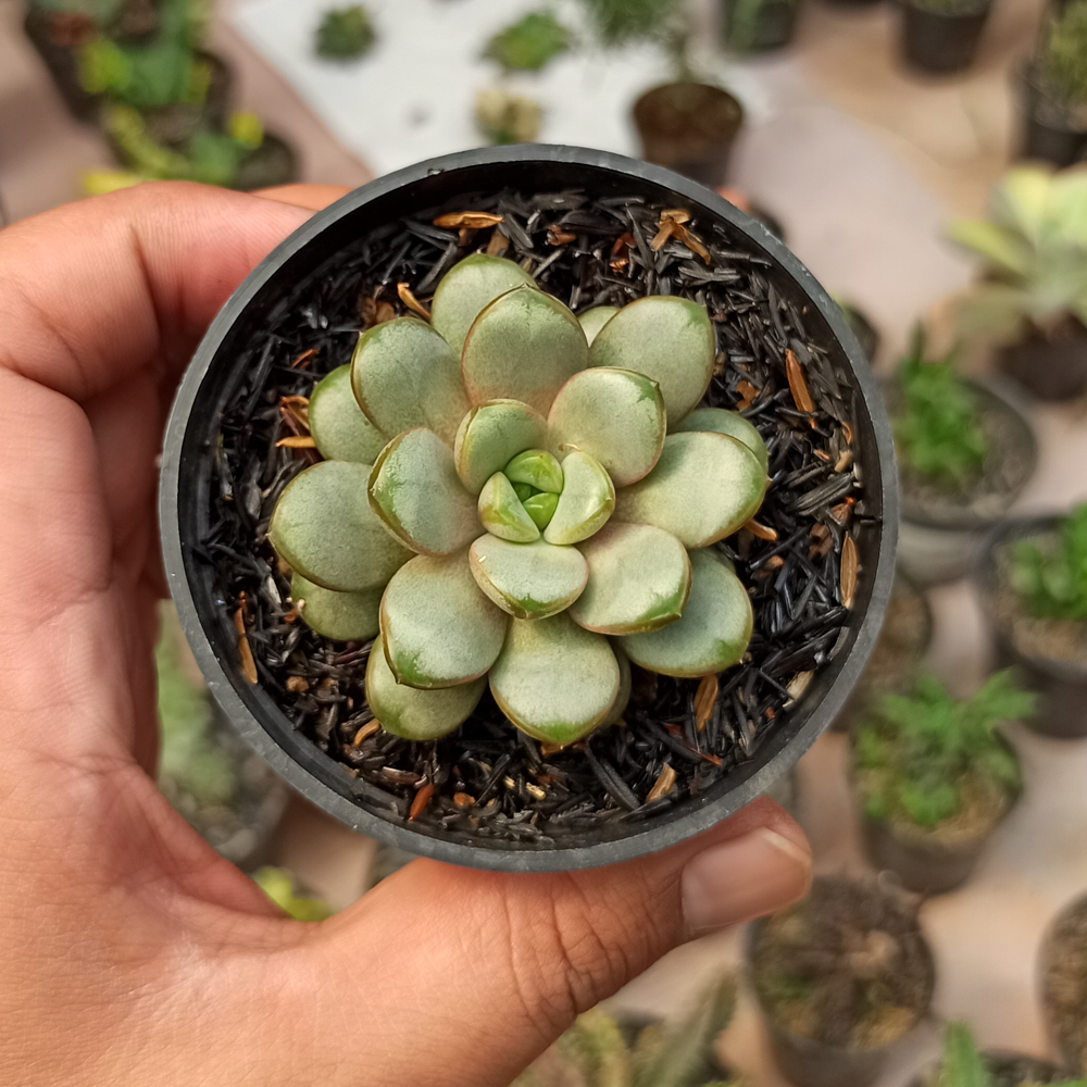 097. Graptoveria Amethorum - Image 6