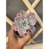 1514. Graptoveria 'mrs. Richards' Variegated