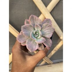 1514. Graptoveria 'mrs. Richards' Variegated