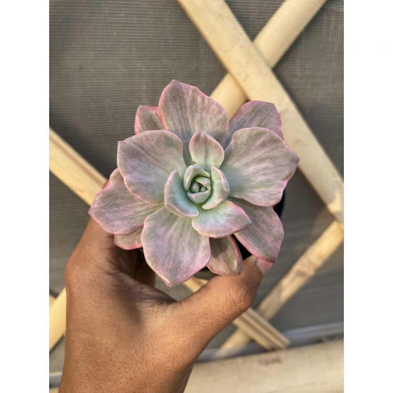 1514. Graptoveria 'mrs. Richards' Variegated
