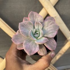 Alternative view of 1514. Graptoveria 'mrs. Richards' Variegated