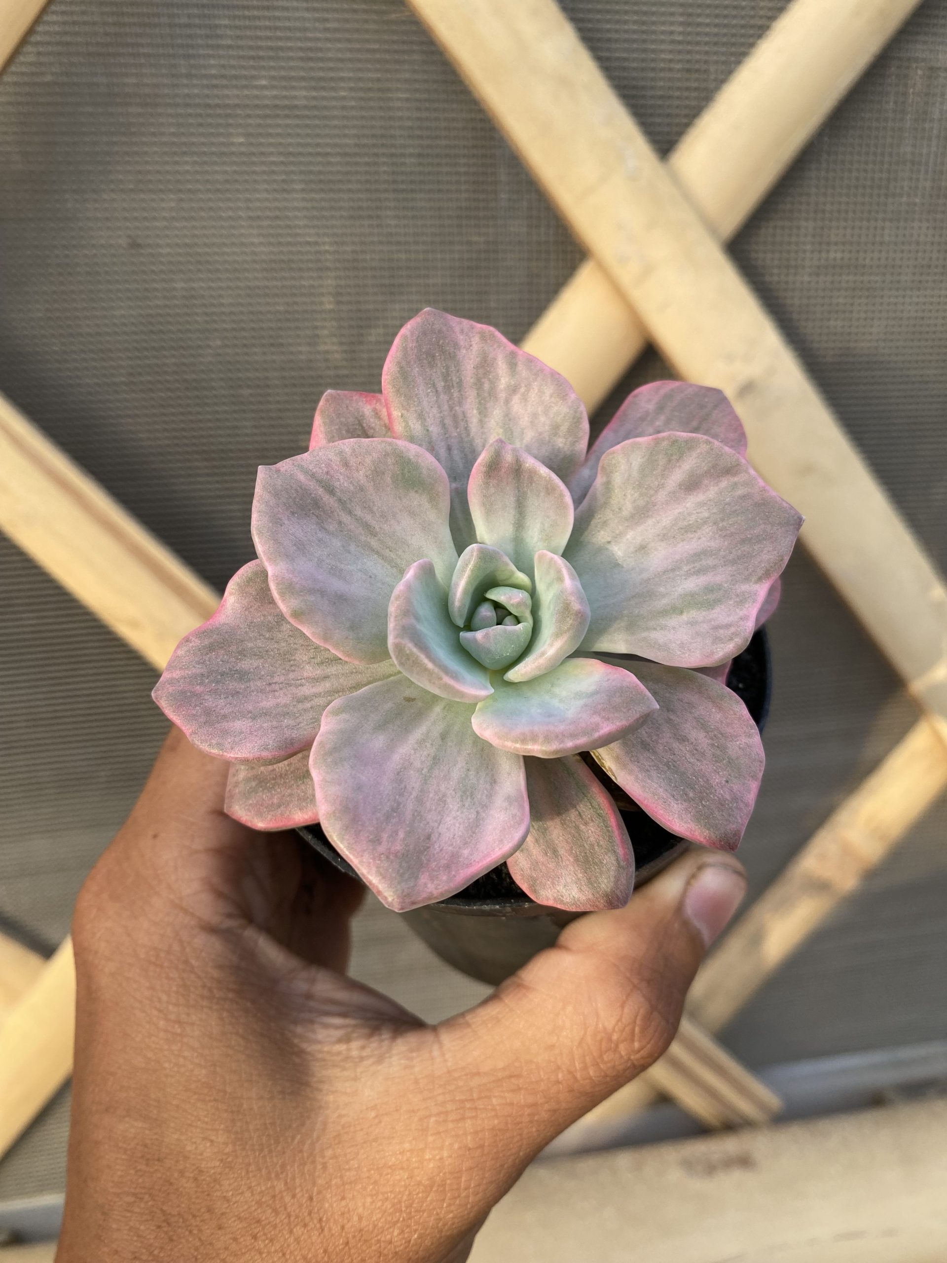 1514. Graptoveria 'mrs. Richards' Variegated - Image 2