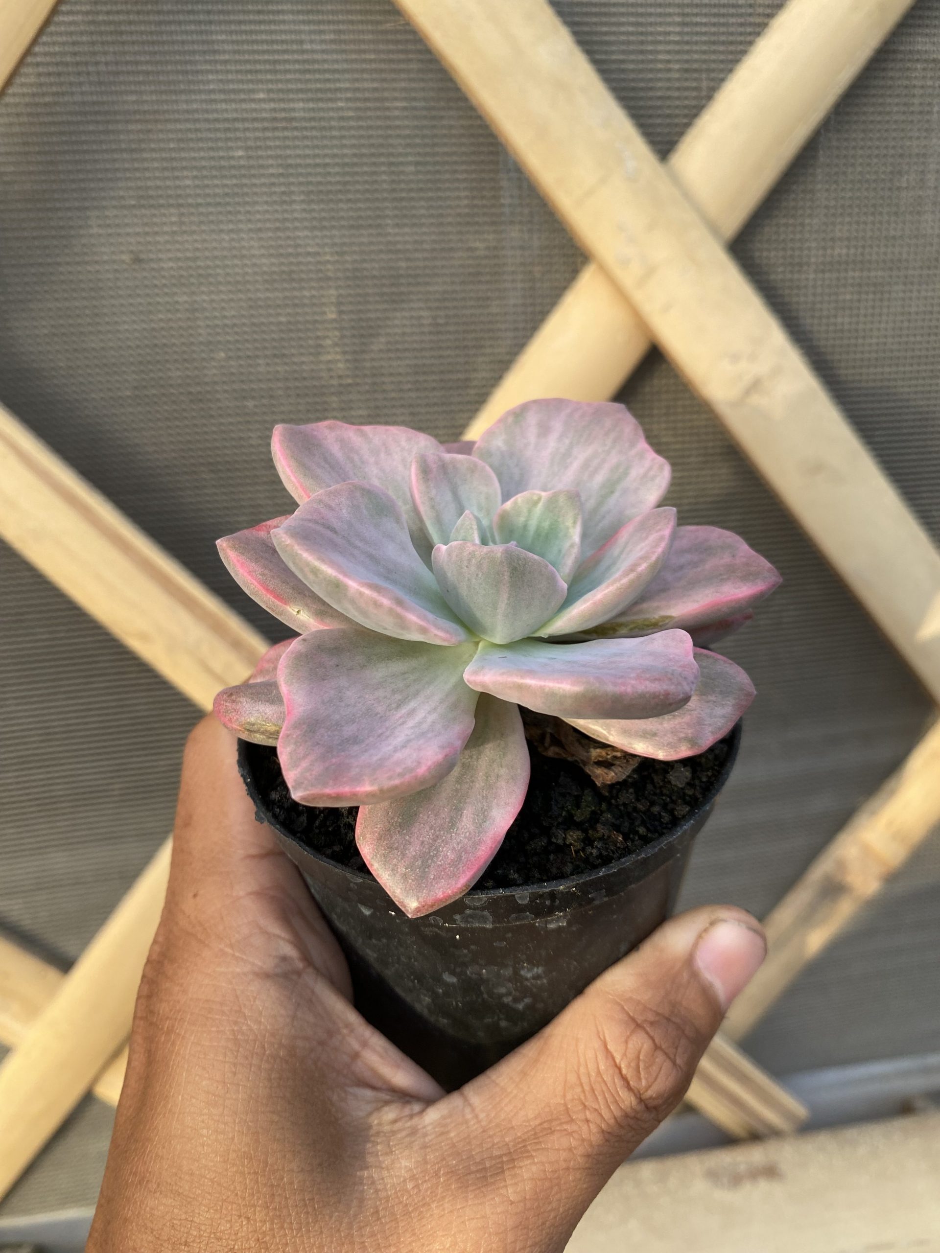 1514. Graptoveria 'mrs. Richards' Variegated - Image 3