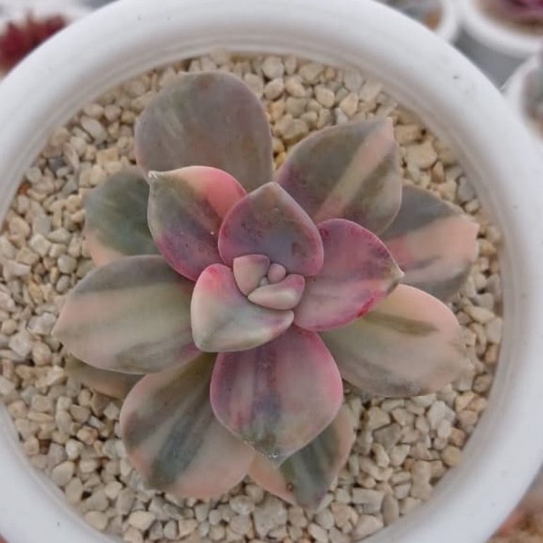 1667. Graptoveria Purple Delight Variegated