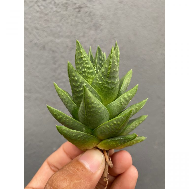 1595. Haworthia Astroloba Skinneri 30pcs