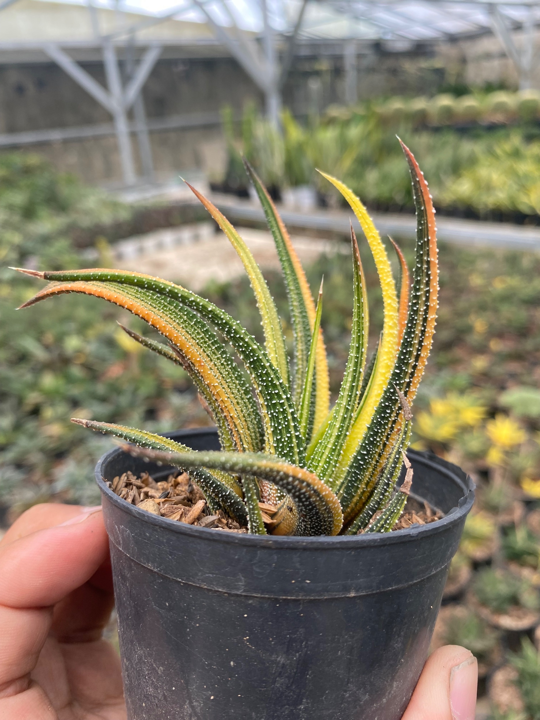 1919. Haworthia Attenuata Radula Variegated - Image 2