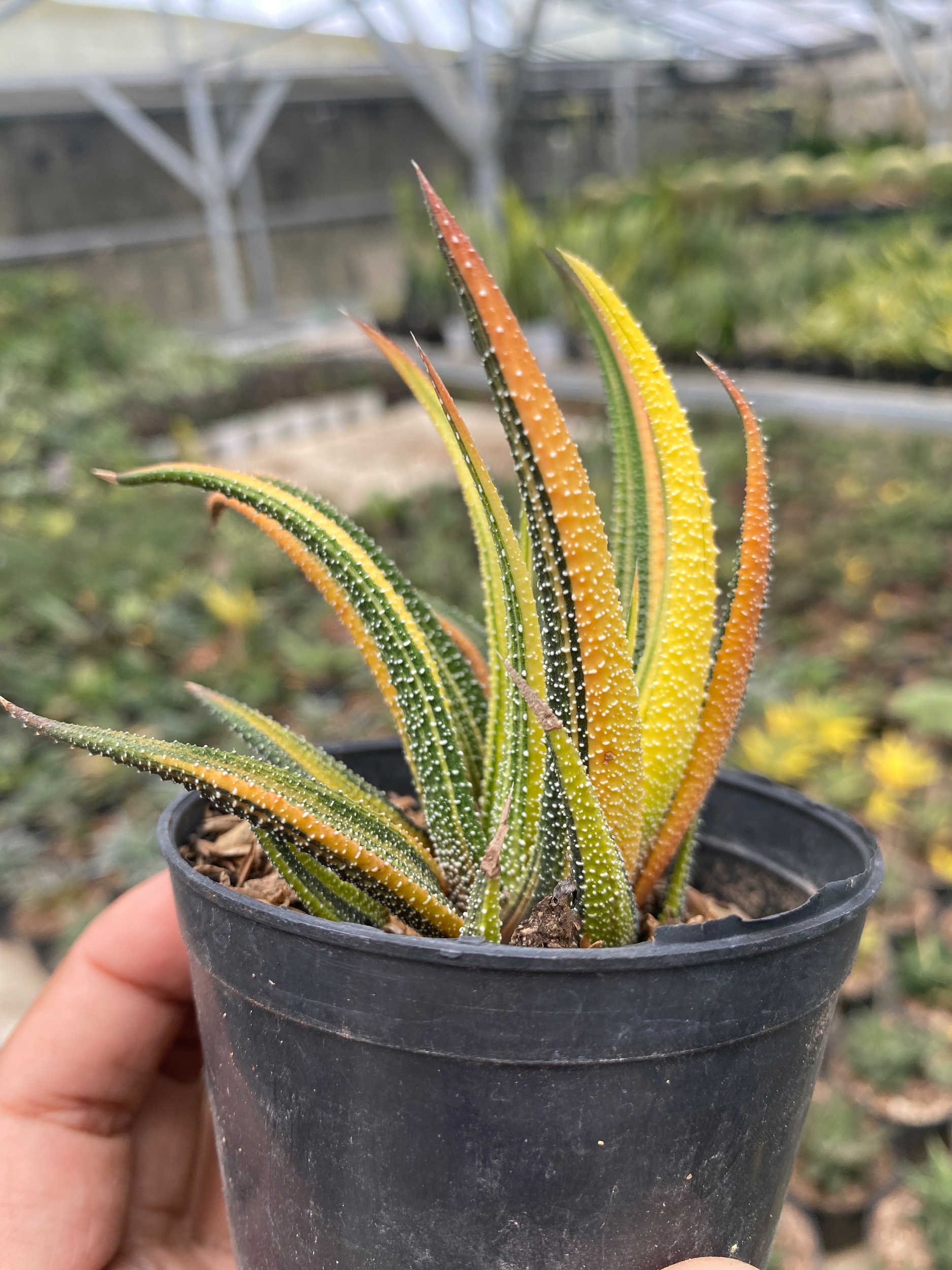 1919. Haworthia Attenuata Radula Variegated - Image 3