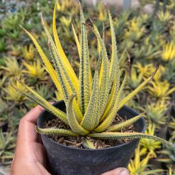 Alternative view of 1920. Haworthia Attenuata Radula Variegated Aurea