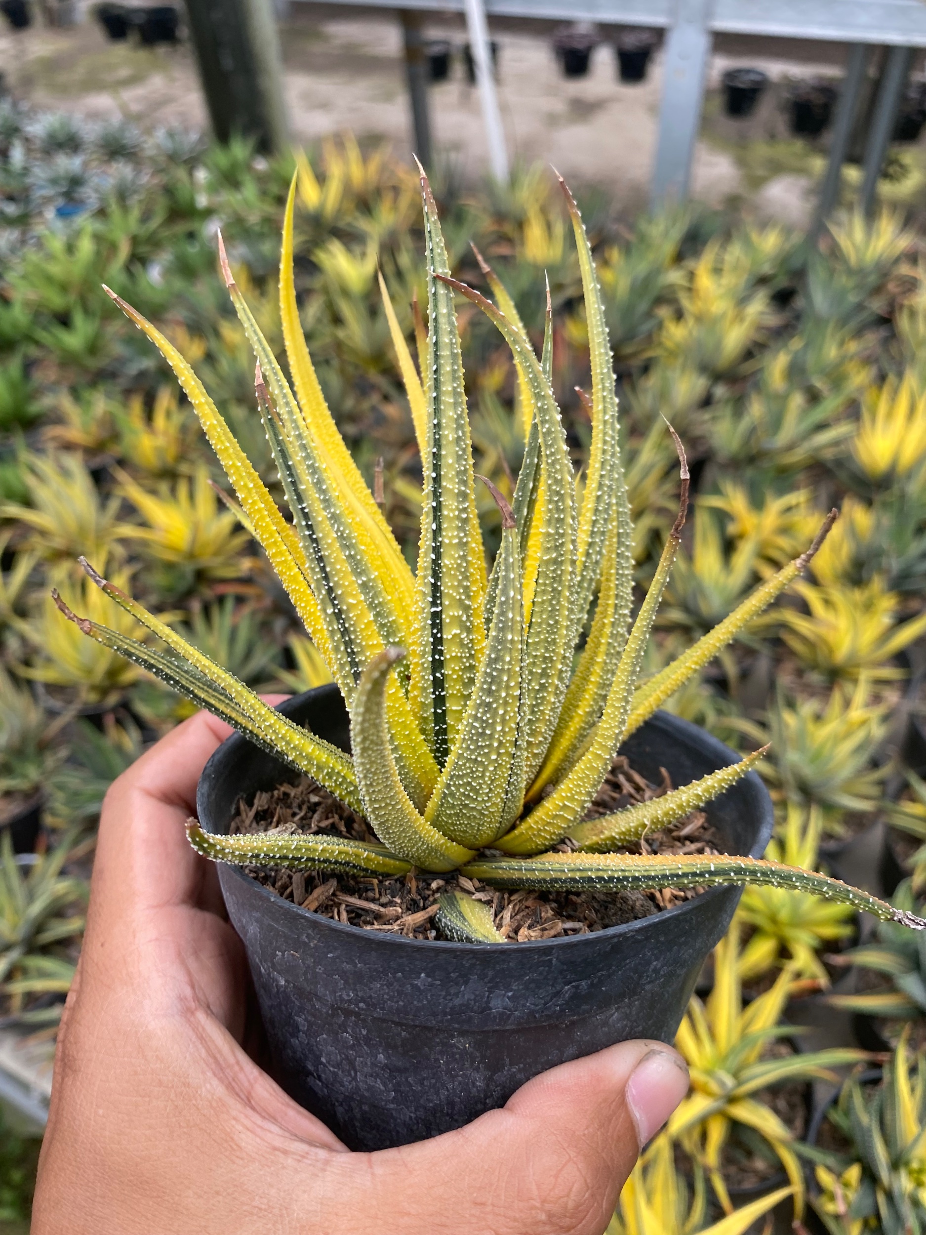 1920. Haworthia Attenuata Radula Variegated Aurea - Image 2
