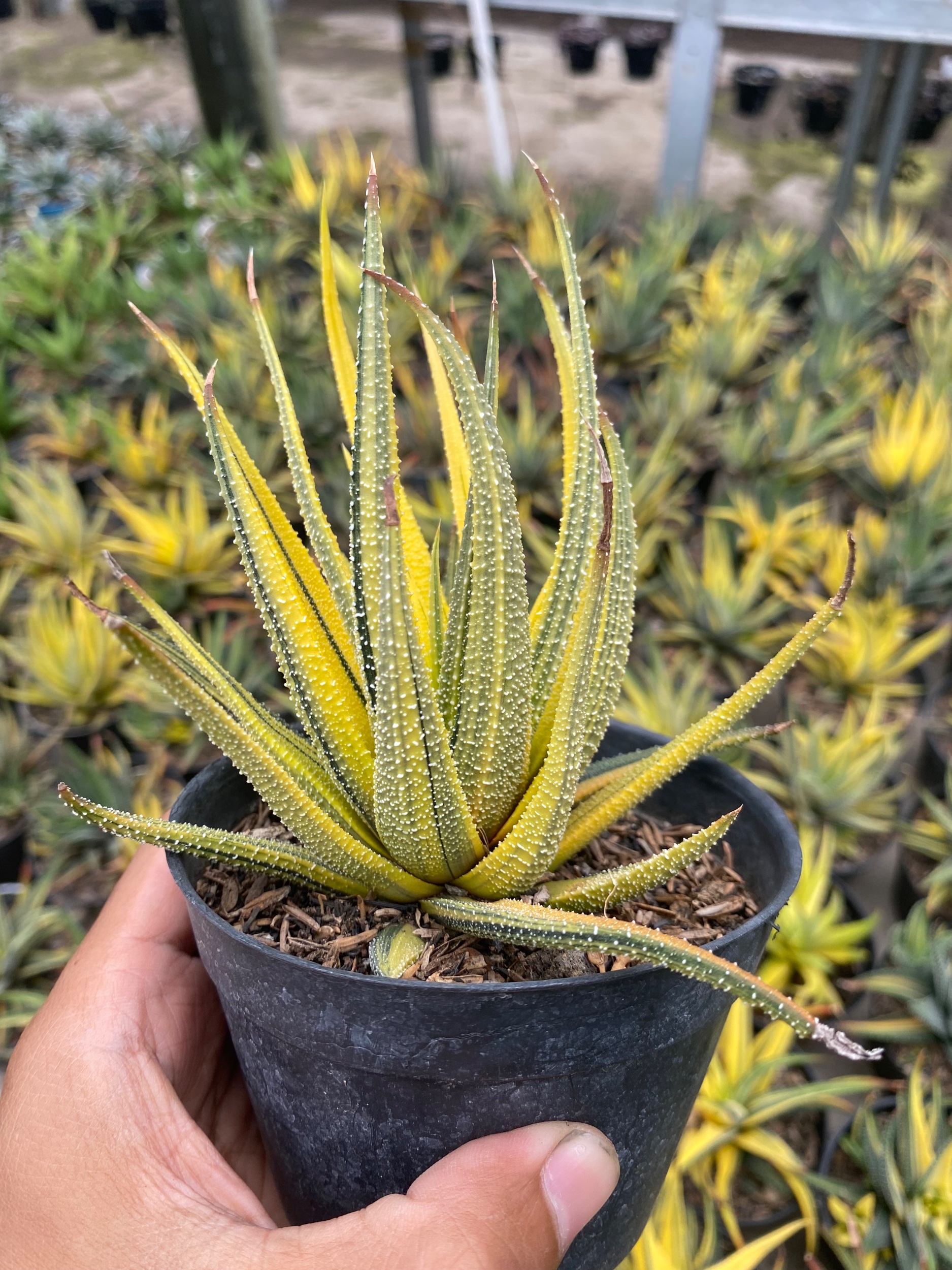 1920. Haworthia Attenuata Radula Variegated Aurea - Image 3