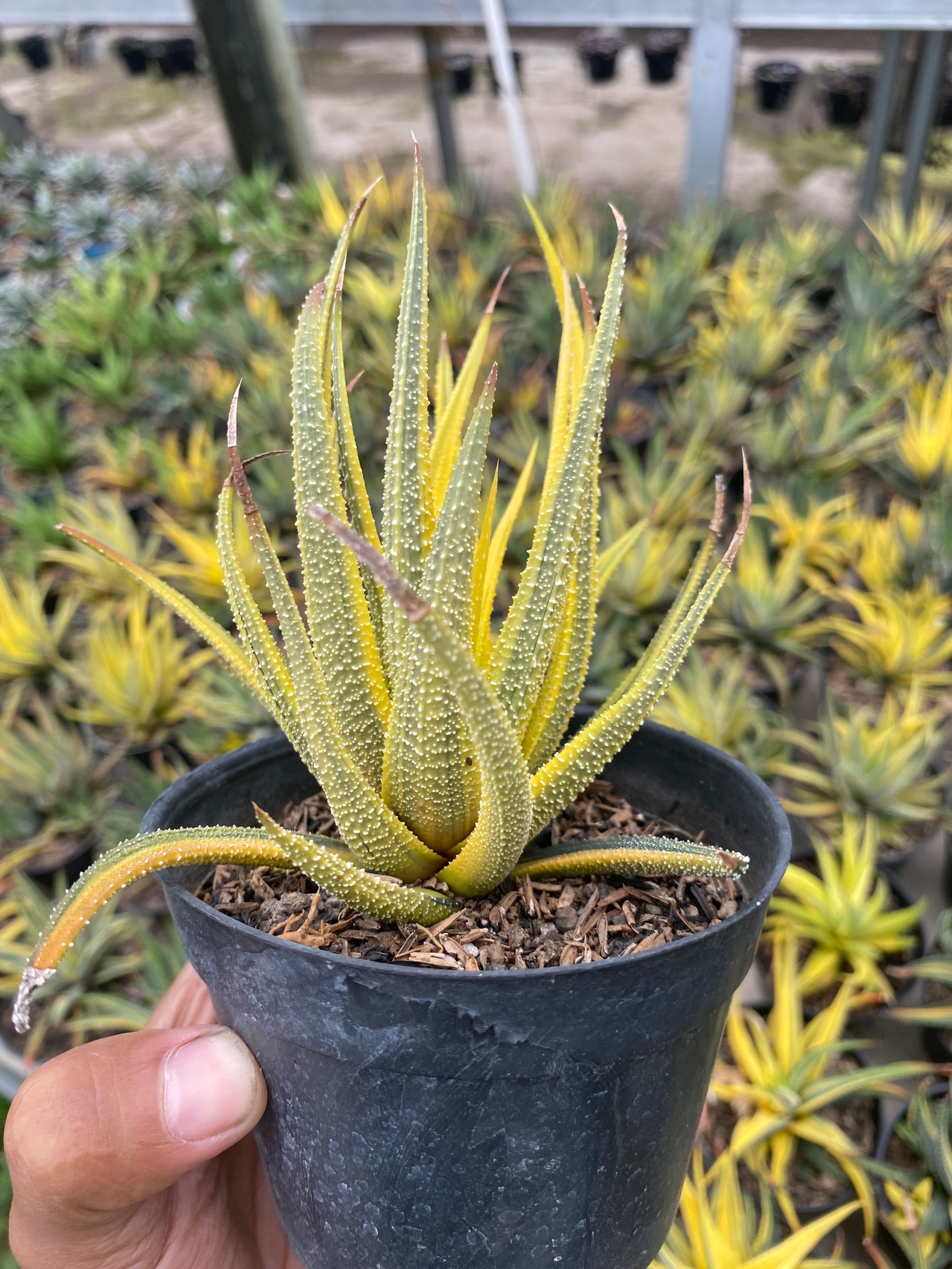 1920. Haworthia Attenuata Radula Variegated Aurea - Image 4