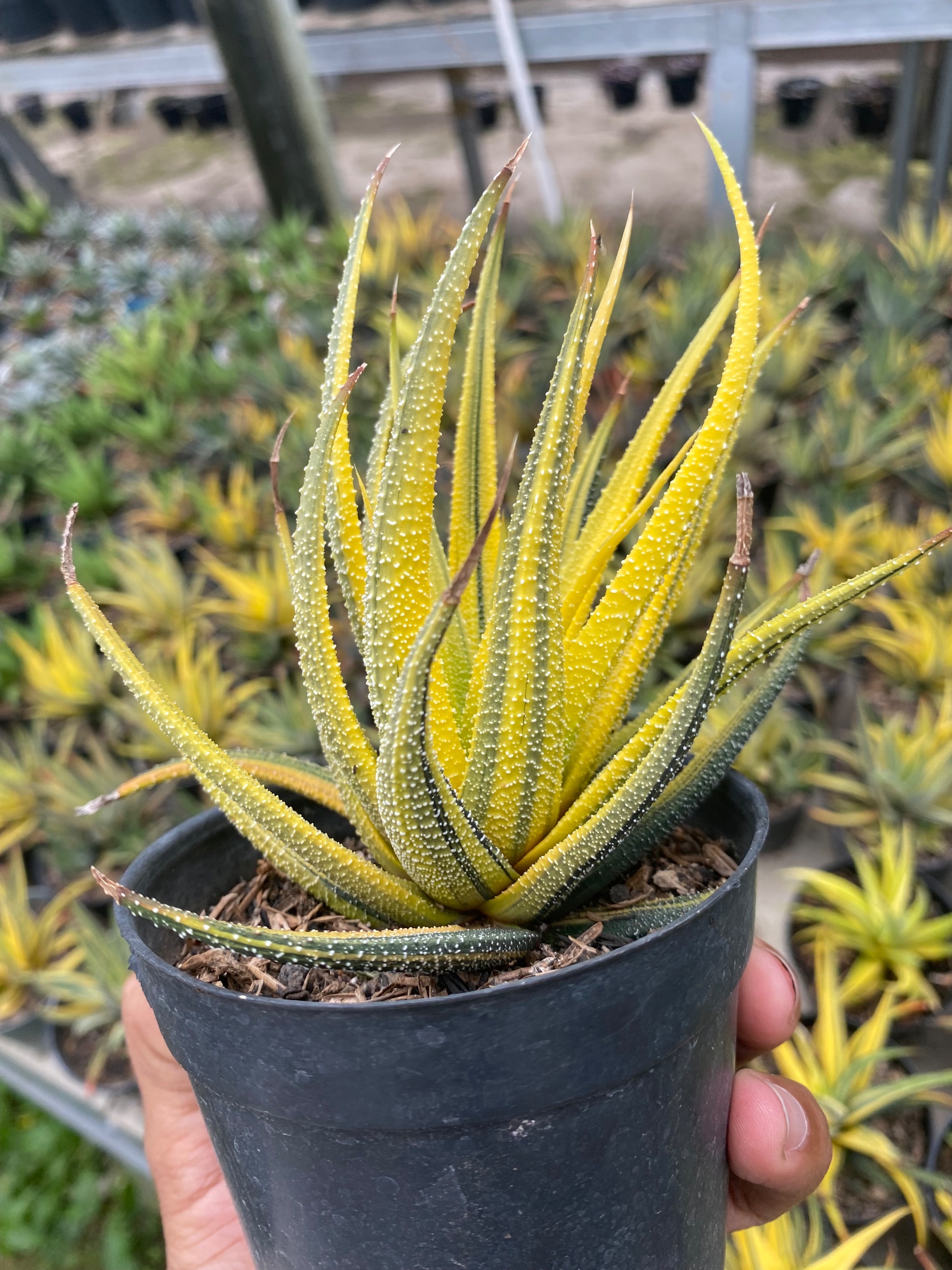 1920. Haworthia Attenuata Radula Variegated Aurea - Image 5