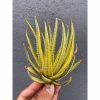1920. Haworthia Attenuata Radula Variegated Aurea
